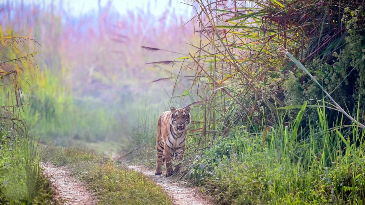 Park Safari Resort Sauraha Εξωτερικό φωτογραφία